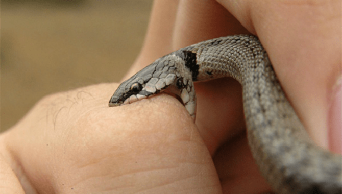 Are Snakebites Venomous Dangerous
