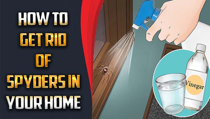 How To Get Rid Of Spyders In Your Home