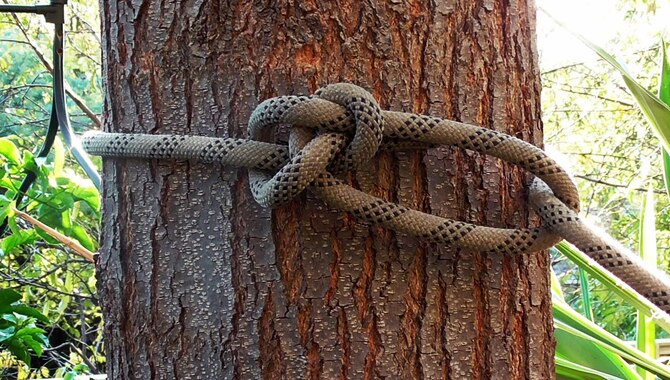 Tie A Knot At The End Of A Stick And Hang It From The Tree
