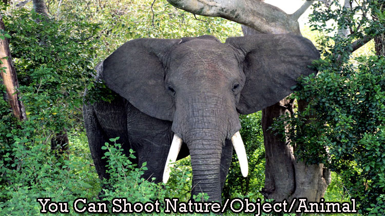 You-Can-Shoot-Nature-Object--Animal