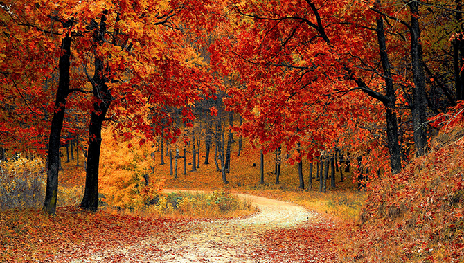 Season-4 Colorful fall