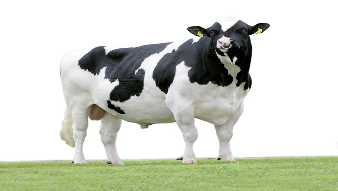 A Dairy Cow