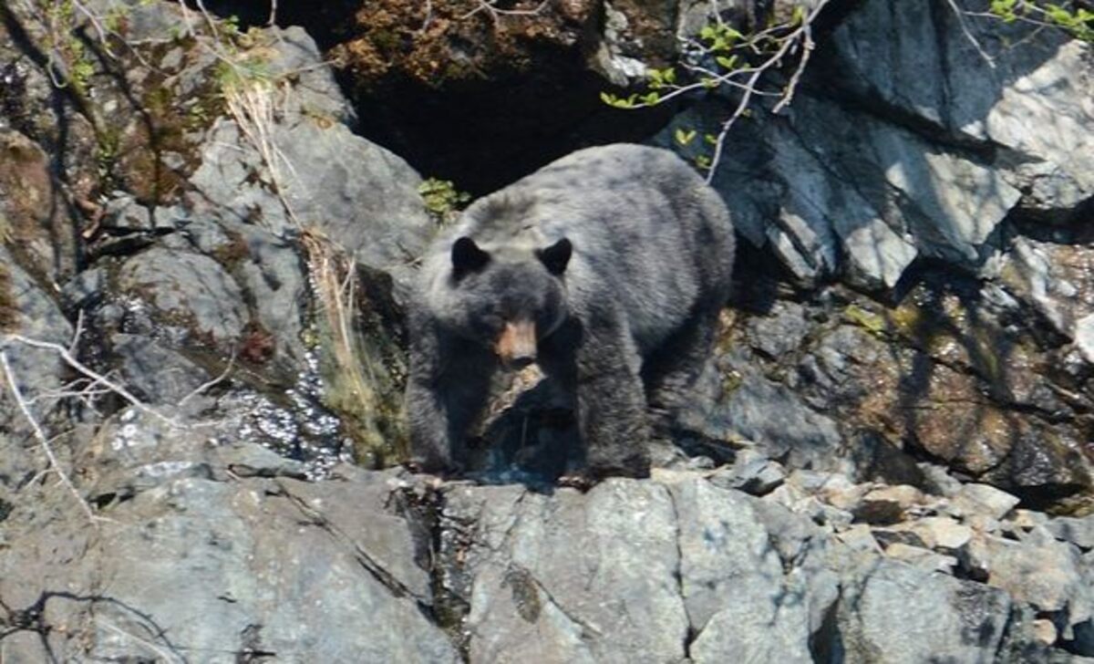 About Bears in Glacier Bay National Park